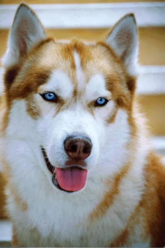 Husky Siberiano (Nordeste da Ásia)