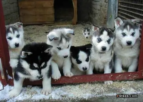 Husky siberiano ojos azules bebé - Imagui