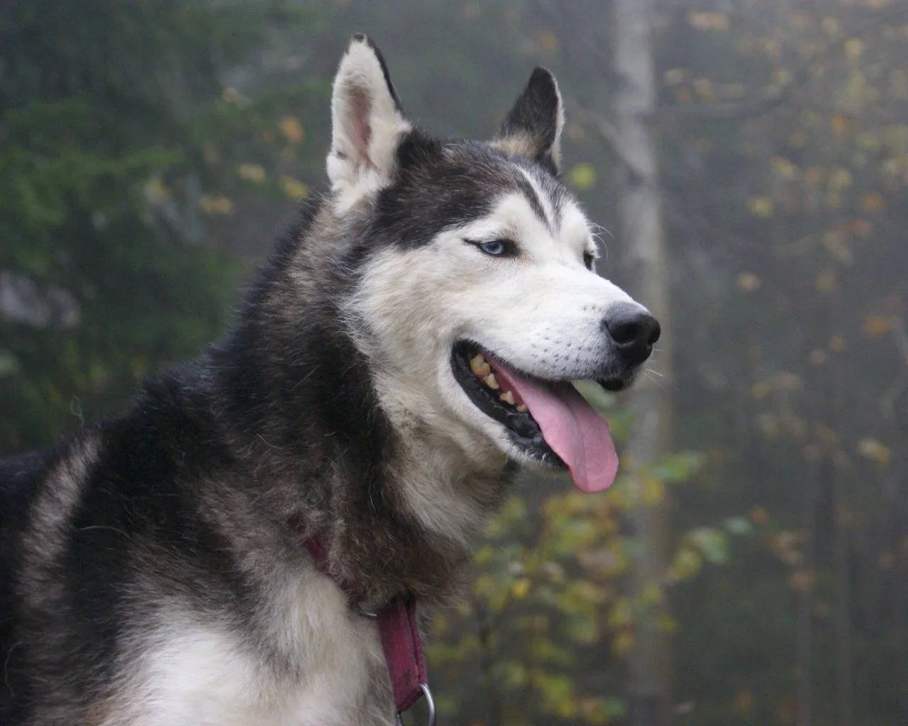 husky siberiano. los perros mas lindos para mi - Taringa!