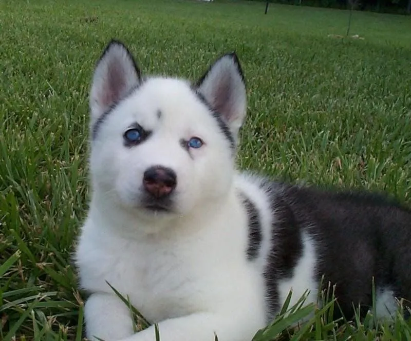 Husky Siberiano. PerrosAmigos.