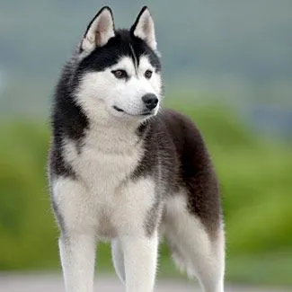 Husky Siberiano | PERROSPEDIA