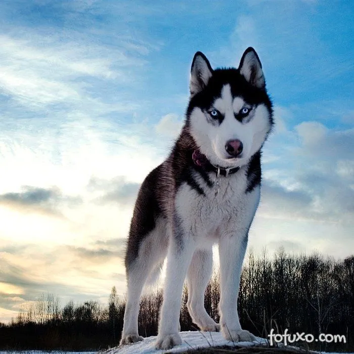 Husky Siberiano - Raças de Cachorros