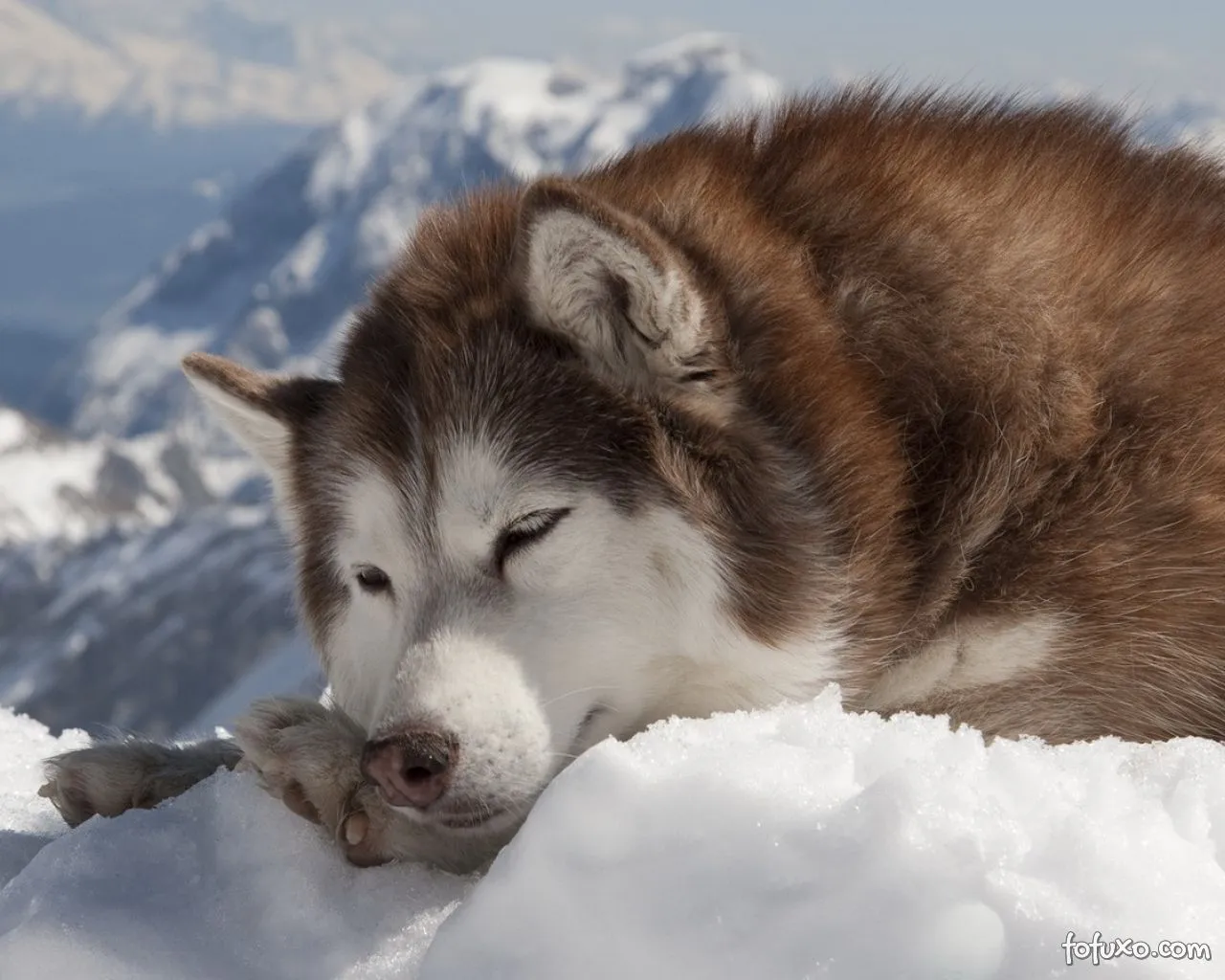 Husky Siberiano - Raças de Cachorros