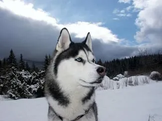 El husky siberiano es un perro que necesita ejercicio, aunque en ...