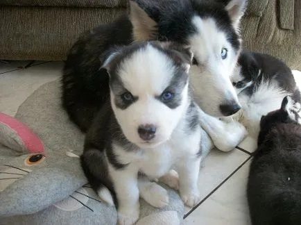 Husky Siberiano: Temos filhotes de Husk Siberiano