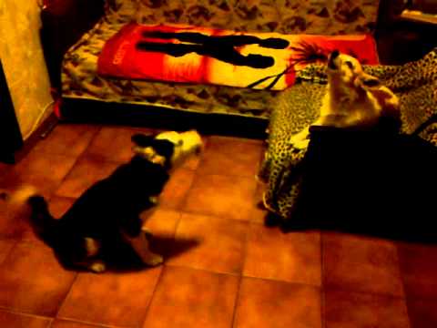 Husky Vs Bebe Hi Q Un Minut Remix