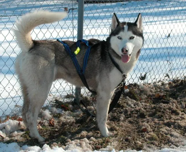 husky4.jpg