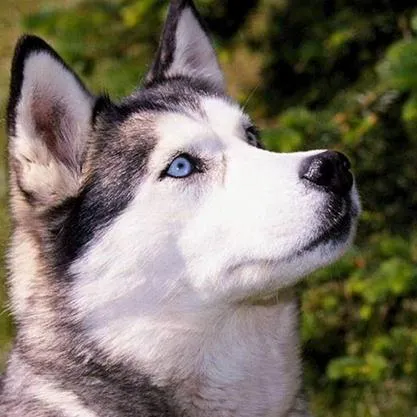 husky_siberiano.jpg