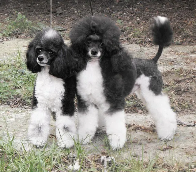 Huxtable The Poodle | Toy Poodle Blog | Parti Poodle: Toy Tuxedo ...