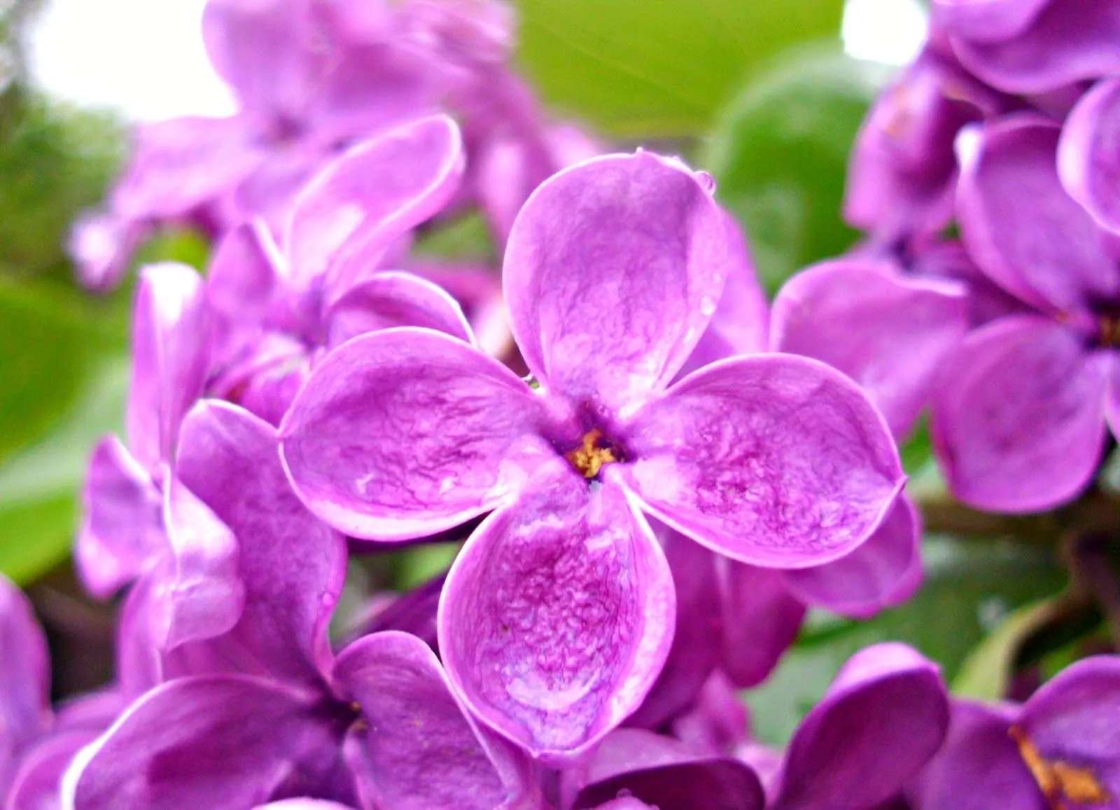 I-MAGIA: FLORES MORADAS