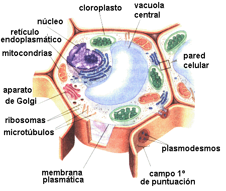 ideasacercadeava - Grupo P7