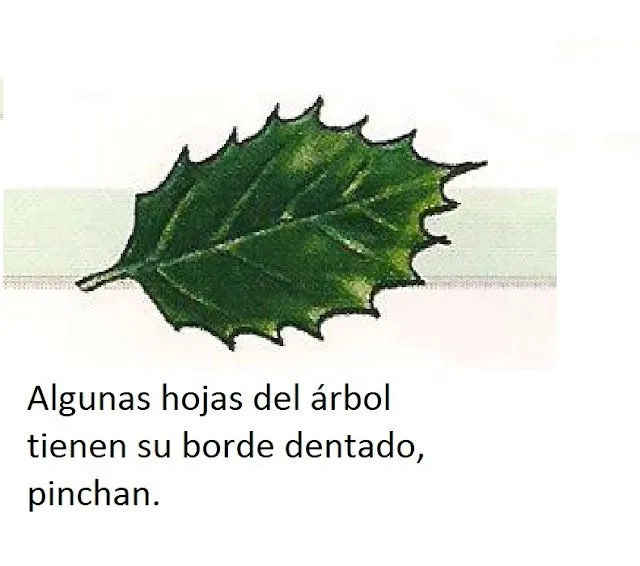 Identificación de árboles: Hojas planas