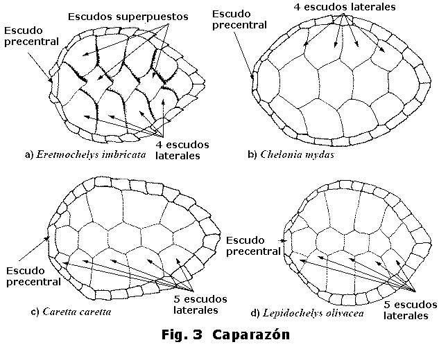 Identificación de tortugas marinas