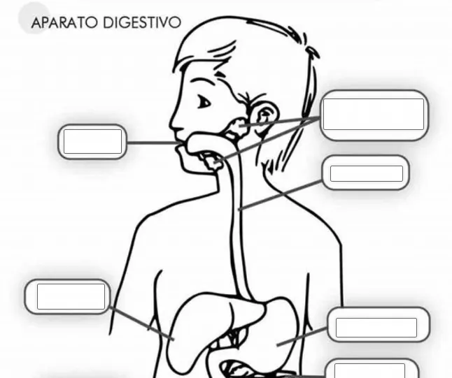 ♥ IDENTIFICAMOS LAS PARTES DEL SISTEMA DIGESTIVO | ♥ INNOVACIÓN PEDAGÓGICA  EN ACCIÓN ♥