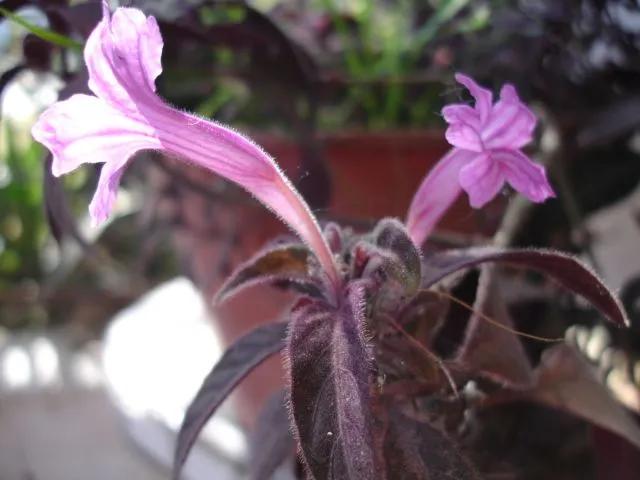 Plantas con hojas moradas - Imagui