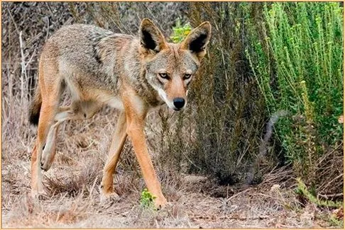 IDENTIFYING ANIMAL TRACKS - LIVING WITH COYOTES IN ORANGE COUNTY