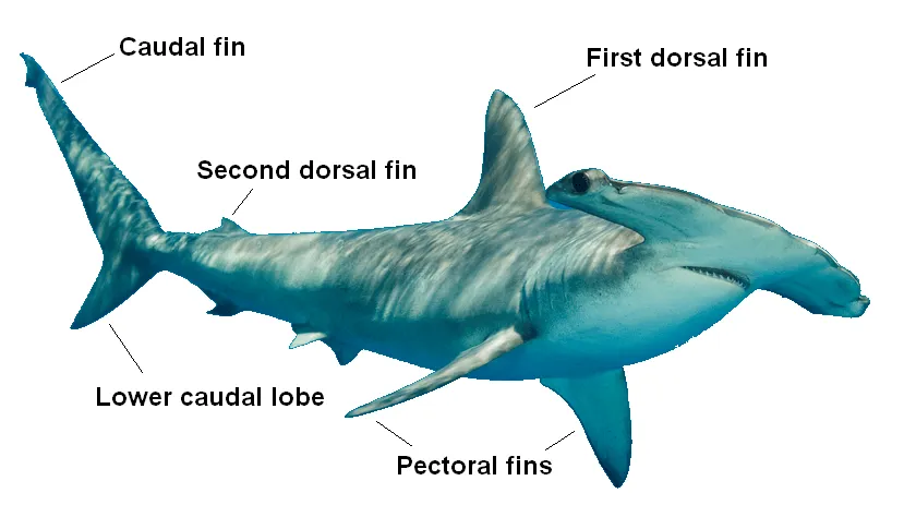 Identifying Shark Fins: SHARK FINS