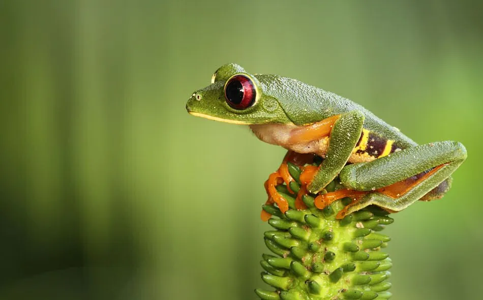 Idool 12 fotografías macro de ranas en su hábitat natural (frogs ...