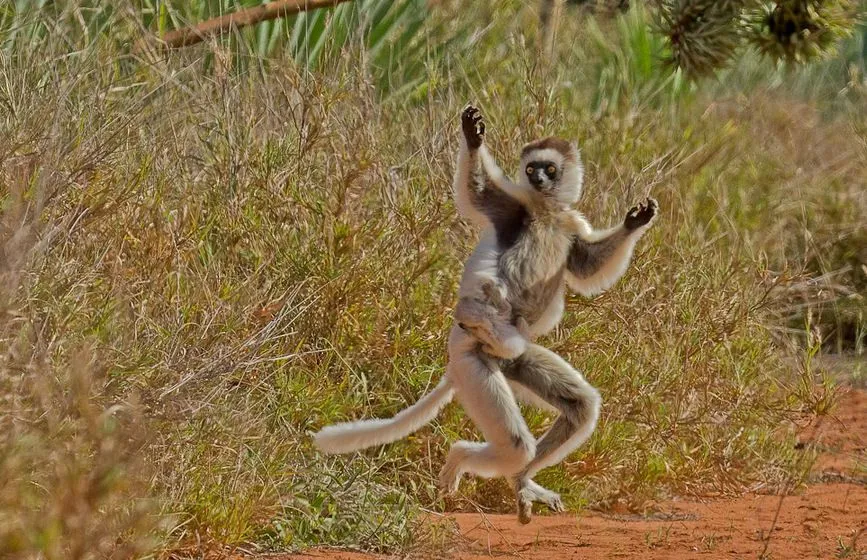 Idool 14 fotografías de changos bien monos - Lindos simios