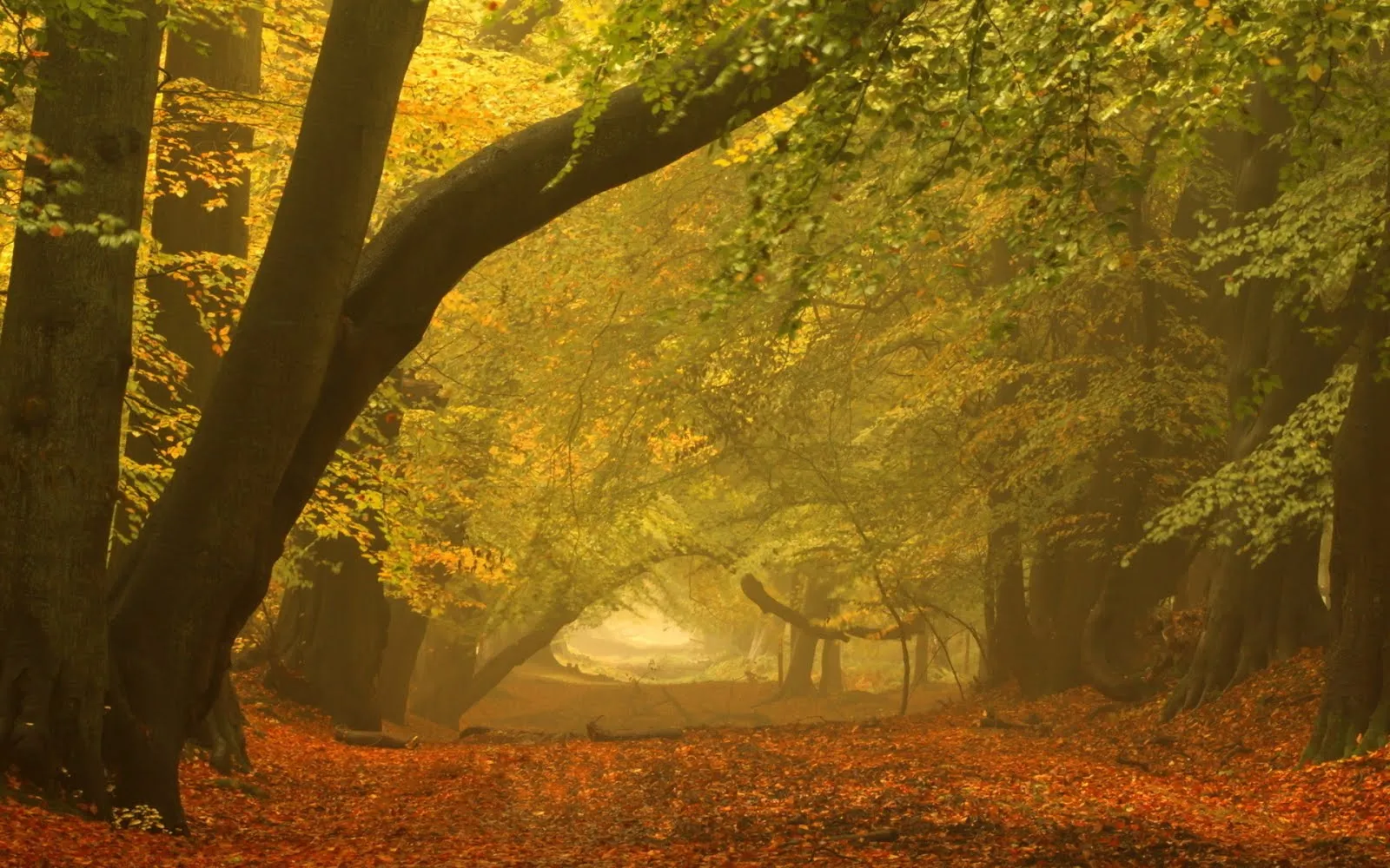 Idool Arboles y bosques en otoño - Trees and forest in autumn | HD ...