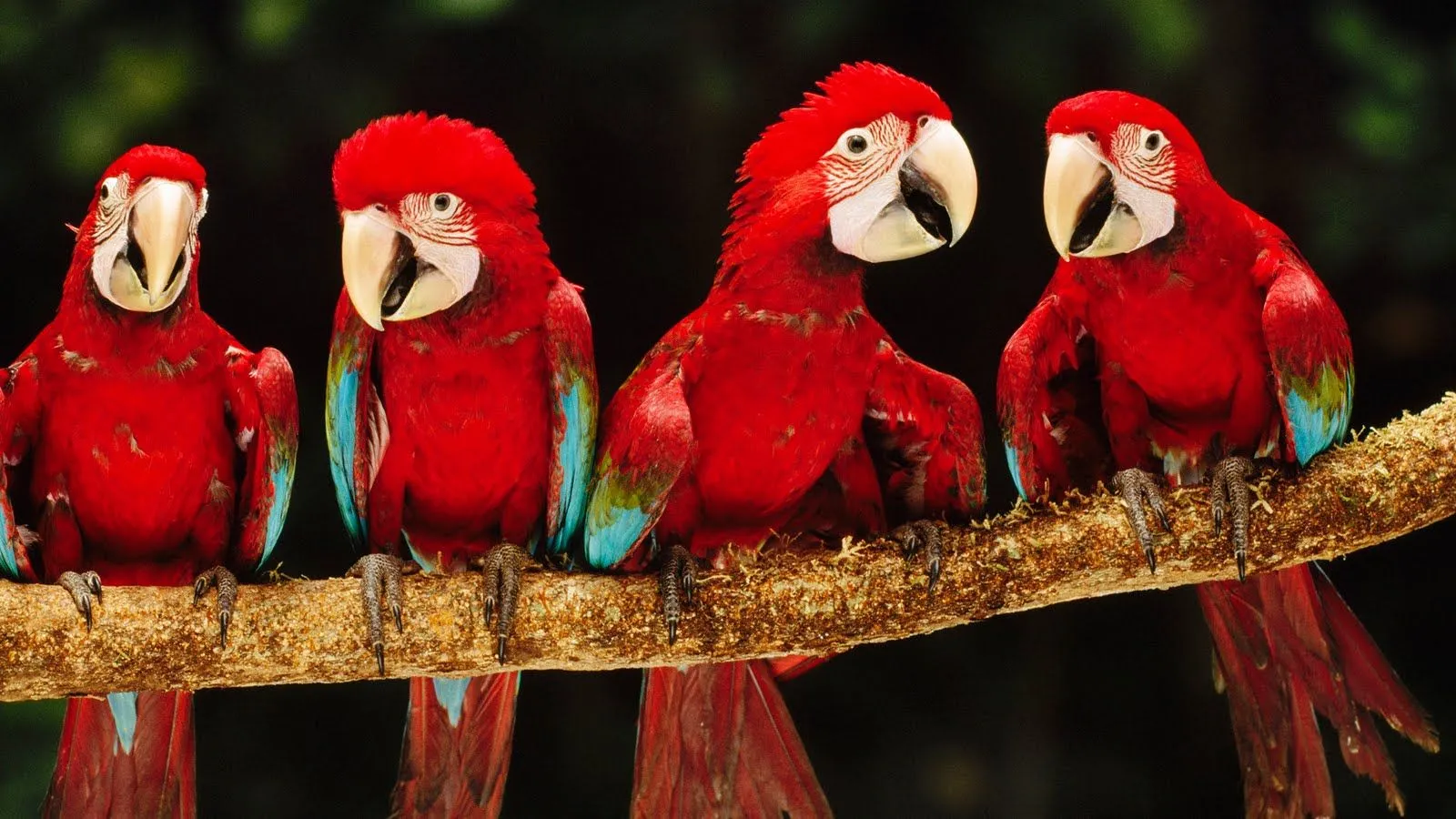 idool Aves exóticas de colores en el paraíso | New Wallpapers HD