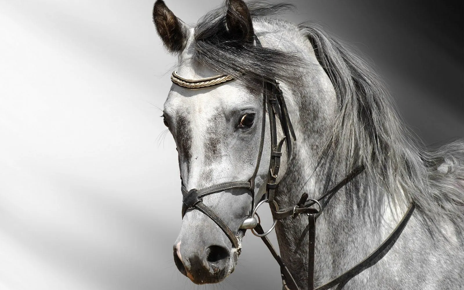 Idool Fotografías de caballos V (Equinos de Pura Sangre)