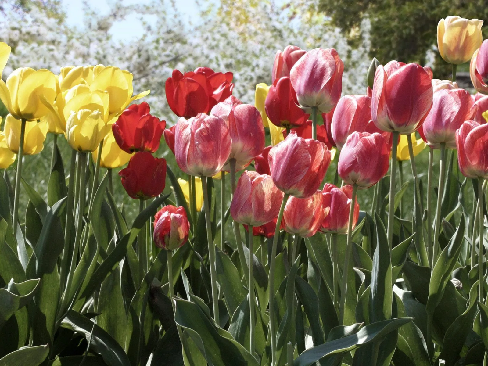 Idool Fotografías de flores para el Día de las Madres I