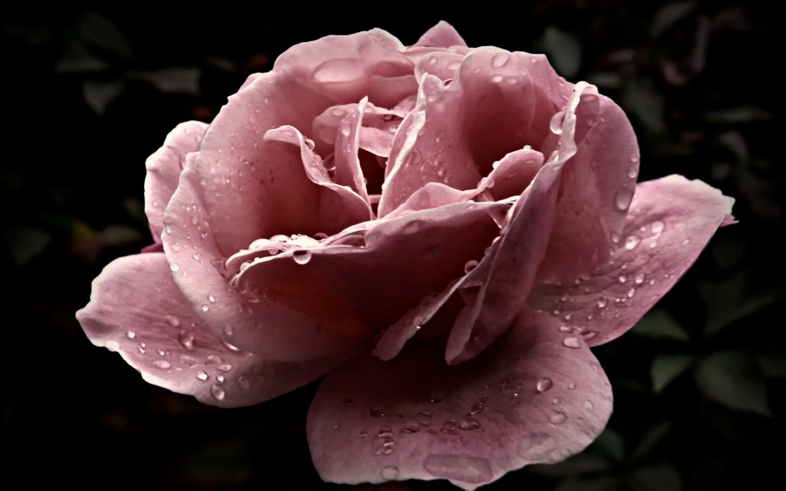 Idool Fotografías de flores para el Día de las Madres I