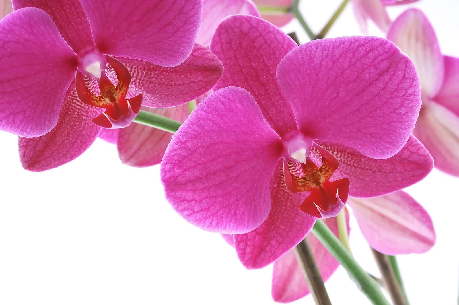 5 fotos de orquídeas de colores en alta resolución gratis | Banco ...