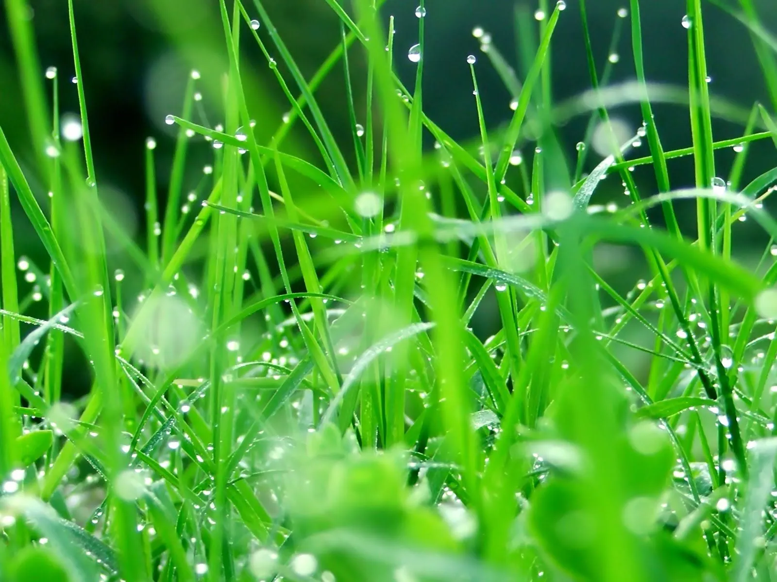 Idool Gotas de rocío sobre las hojas verdes (7 fotos)