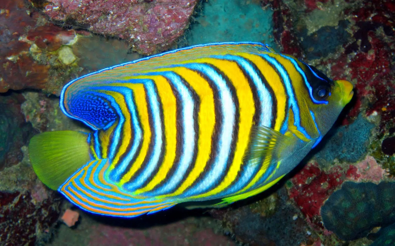 Peces, corales y arrecifes en el fondo del mar V | <!-- Start ...