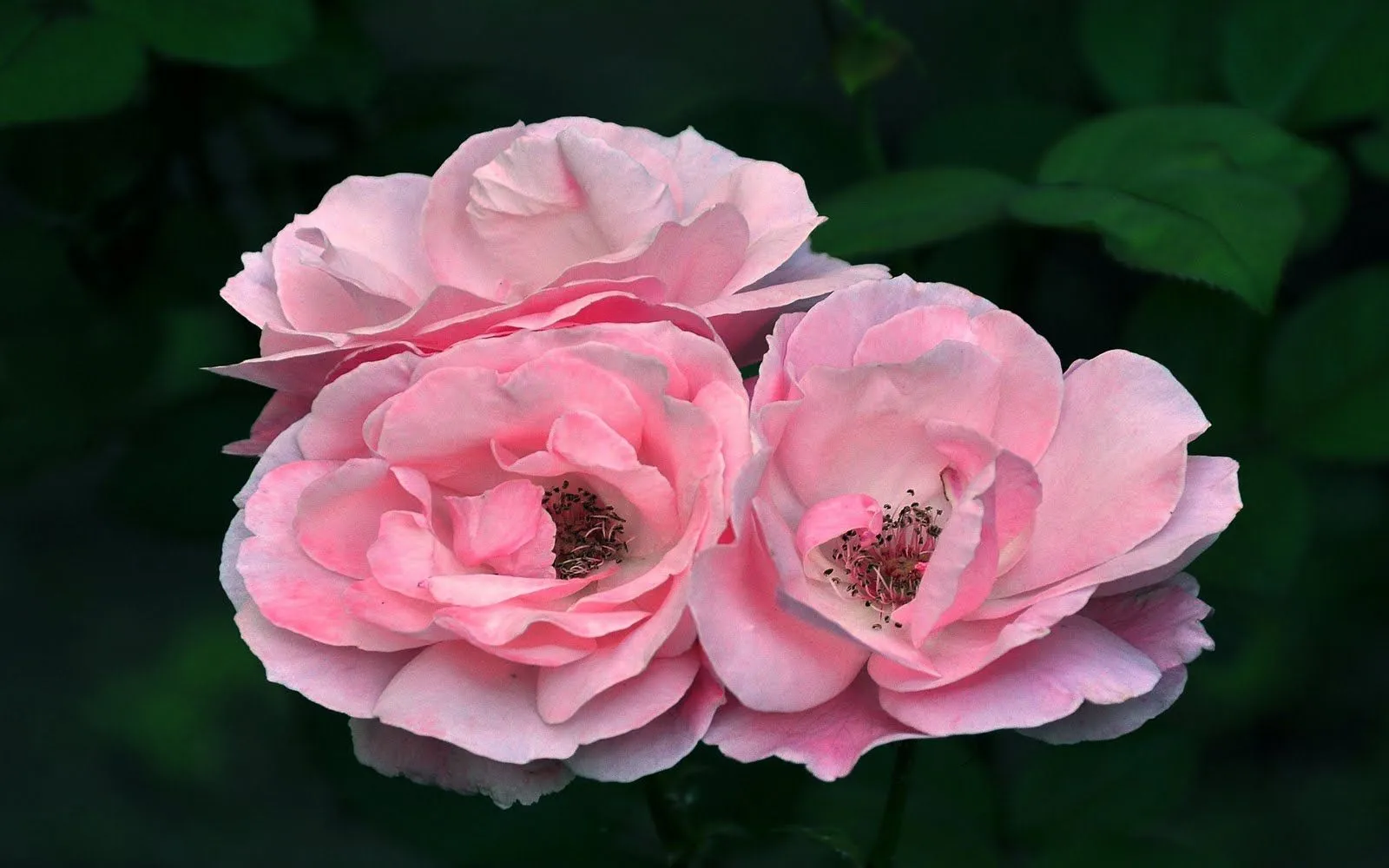 idool Rosas de colores para el 10 de mayo IX (12 fotos)