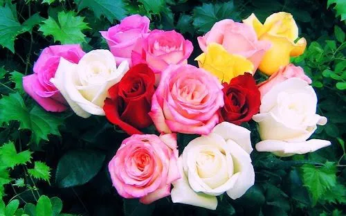 idool Rosas de colores para el Día de las Madres