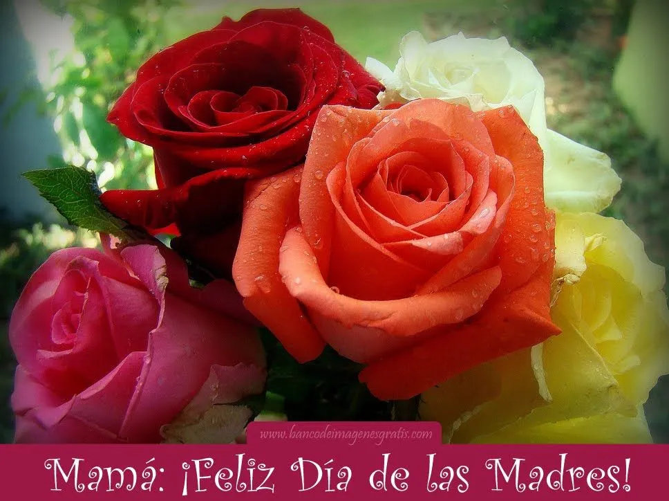 idool Rosas de colores con mensaje para el Día de las Madres