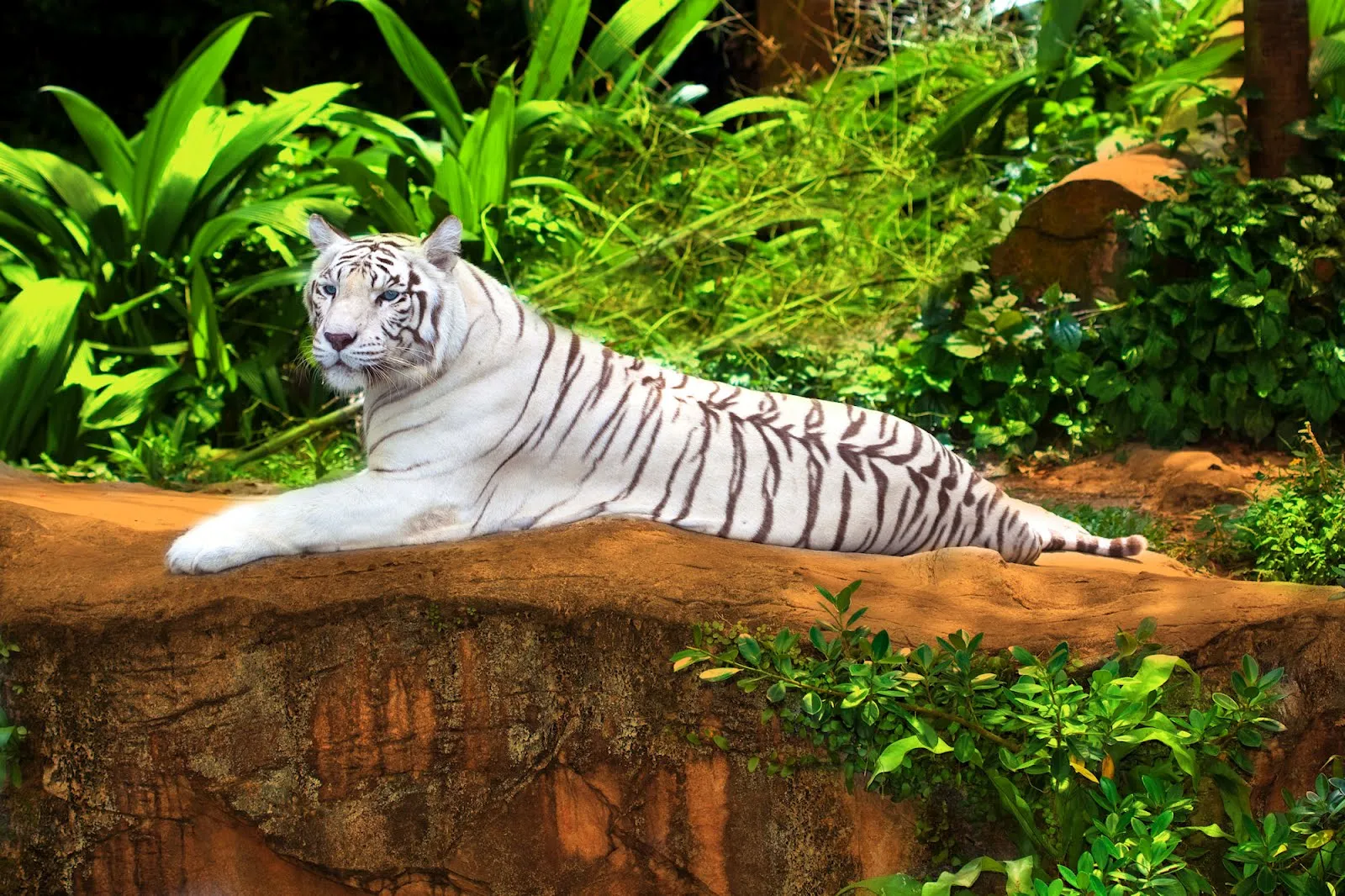 idool Tigre blanco de Siberia - Siberian tiger - Big felino ...