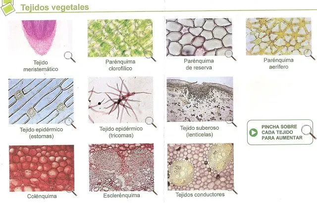 ies faro biología y geología: TEJIDOS ANIMALES Y VEGETALES
