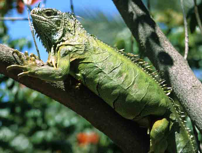 Iguana