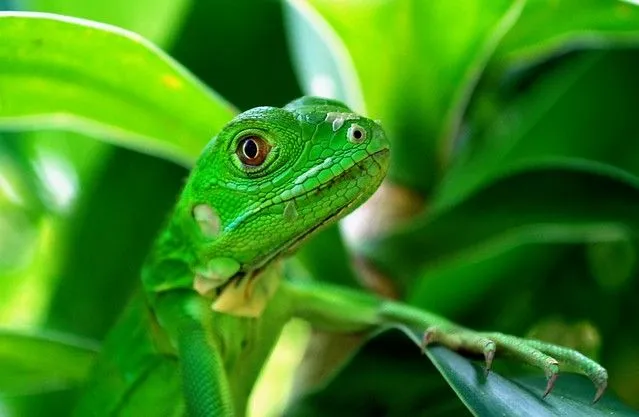 Iguana bebe en los Alcatraces - Colombia | Flickr - Photo Sharing!