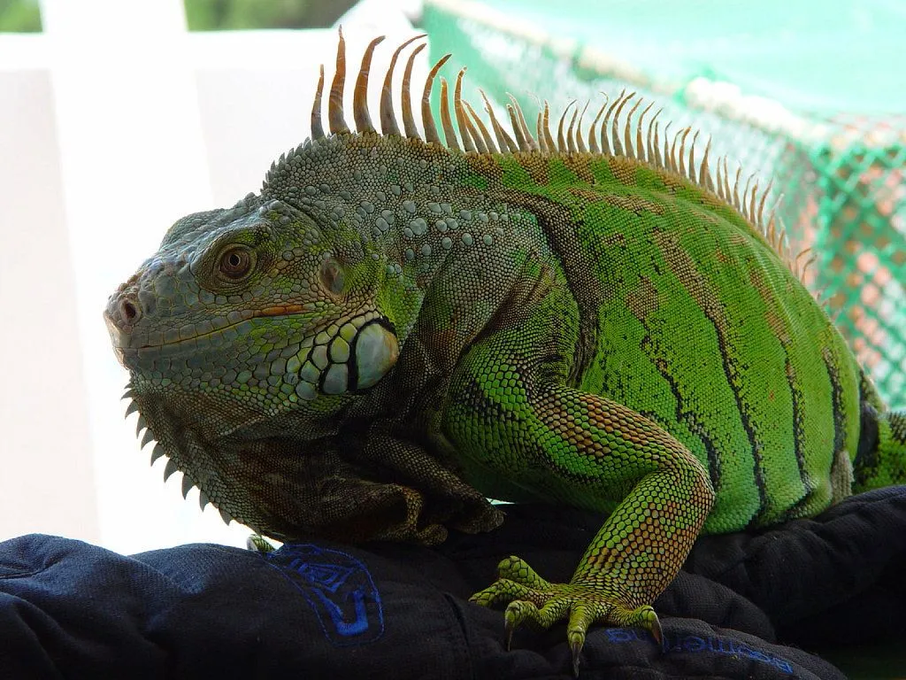 A mi iguana se le ha caído la cola | Cuidar de tu mascota es ...