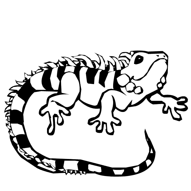 Iguana en dibujos - Imagui