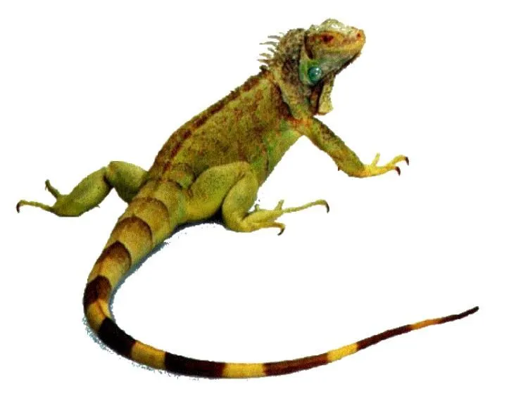 IGUANA >> Iguana Tips | Iguana Guide! | Search and Reviews about ...