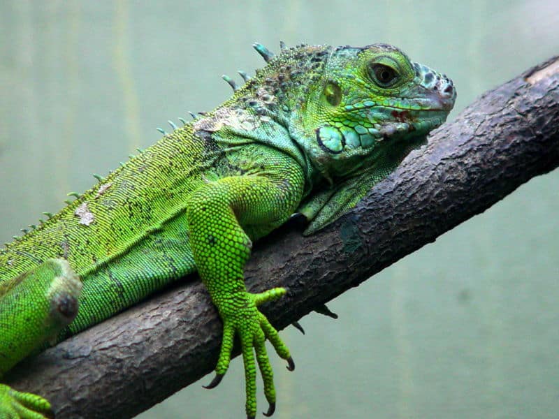 Iguana (Iguana Iguana) - Animals - A-Z Animals - Animal Facts ...