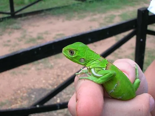 Iguana | Iguana Images