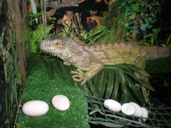 La iguana josefina ha sido mama, ha puesto 22 huevos | fotos de ...