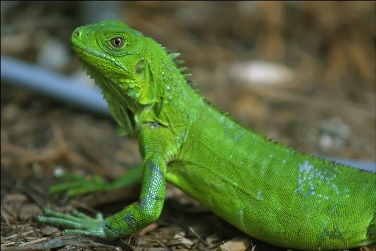 La iguana es un reptil que mide 1’8m. Con su color mimético ...