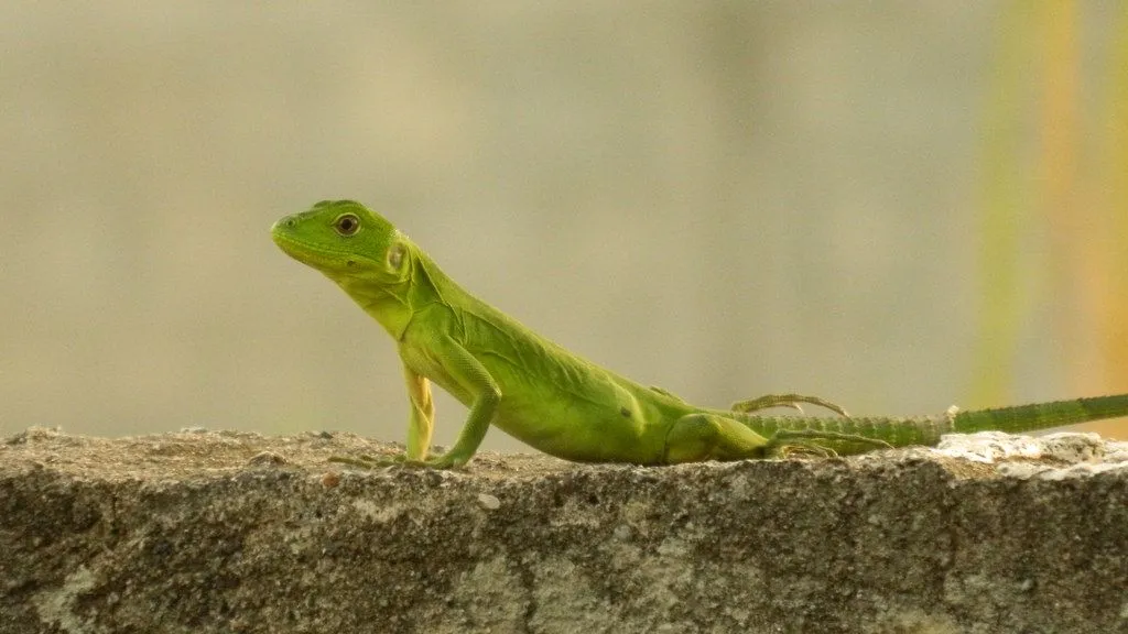 iguana verde bebe - Fauna y Flora - Comunidad Nikonistas