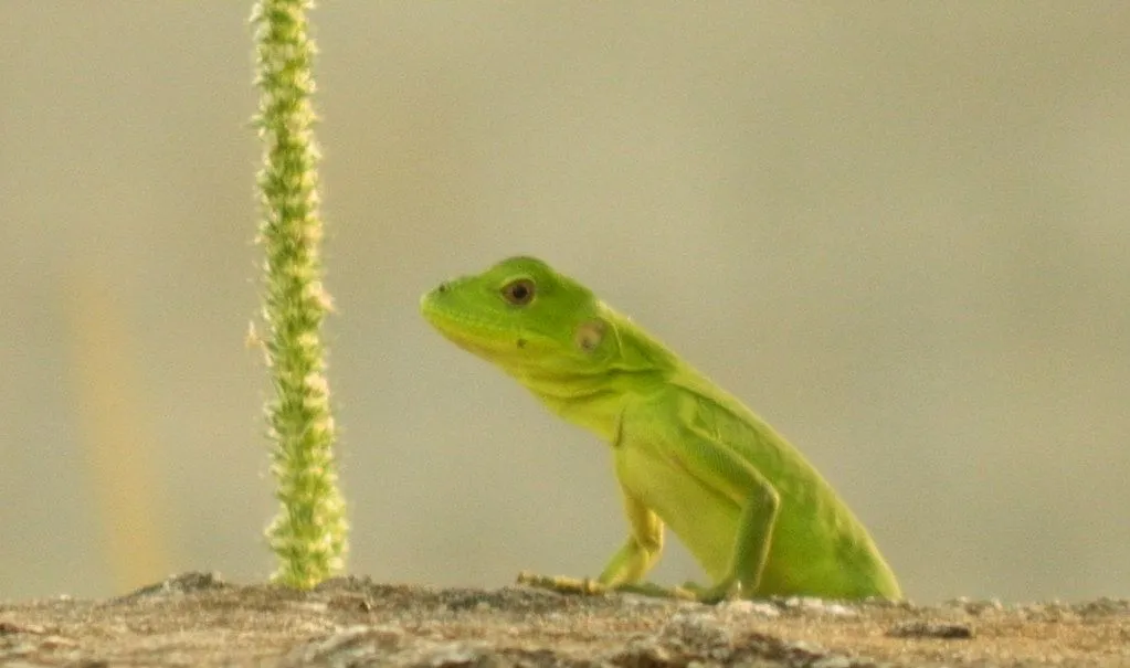 iguana verde bebe - Fauna y Flora - Comunidad Nikonistas