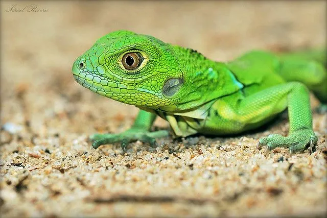 Iguana Verde | Flickr - Photo Sharing!