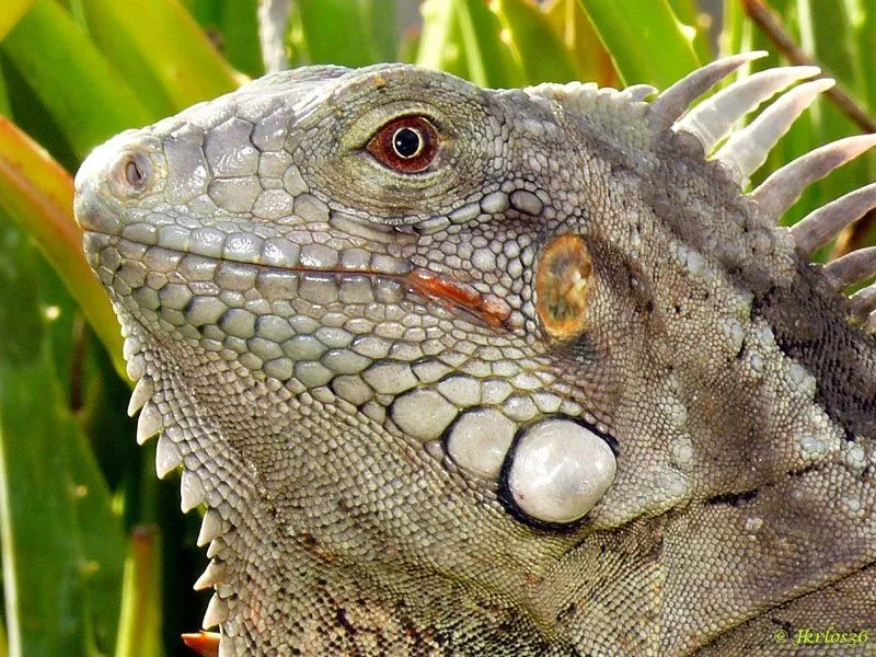 1. IGUANA VERDE Iguanas México