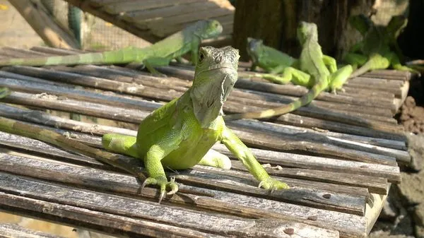 Iguanas bebe by my Nokia N8 #Nanciyaga #Catemaco by cristian ...